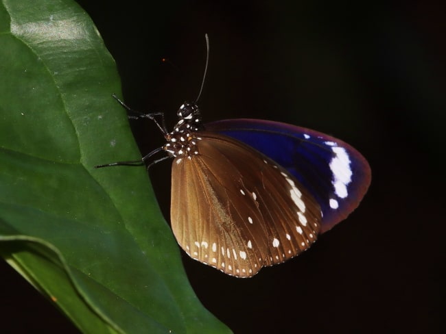 Euploea tulliolus (Purple Crow)