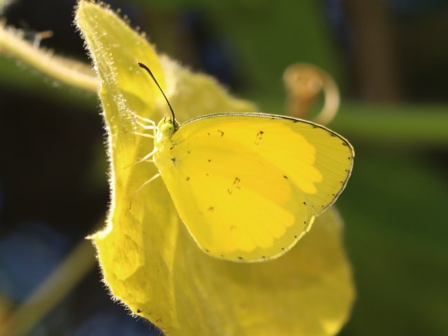 Eurema alitha (Scalloped Grass-yellow)