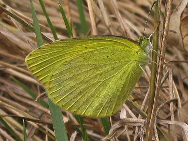 Eurema brigitta (No-brand Grass-yellow)