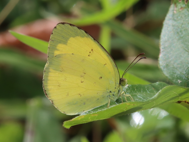 Eurema hecabe (Large Grass-yellow)