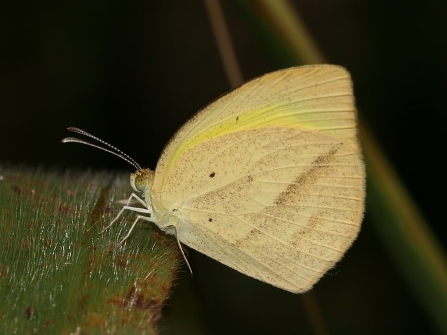 Eurema laeta (Lined Grass-yellow)