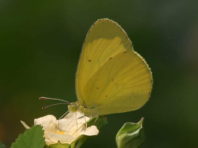 Eurema smilax (Small Grass-yellow)