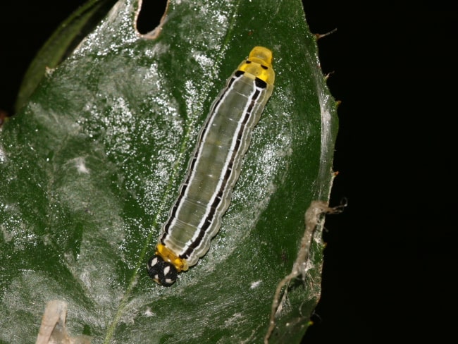 Euschemon rafflesia (Regent Skipper)