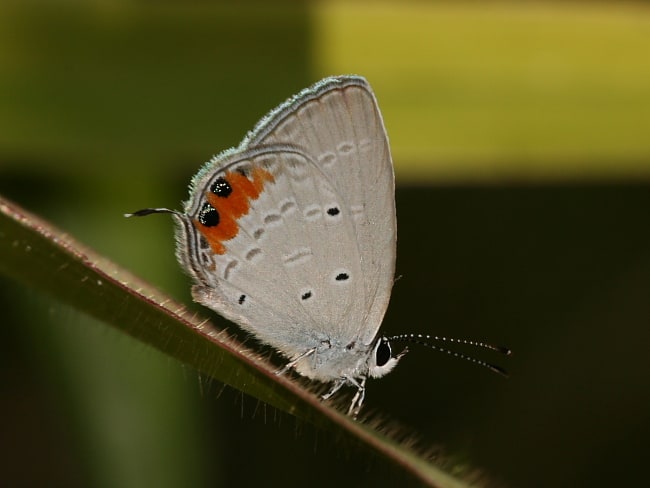 Everes lacturnus (Orange-tipped Pea-blue)