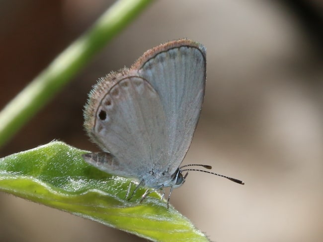 Famegana alsulus (Black-spotted Grass-blue)