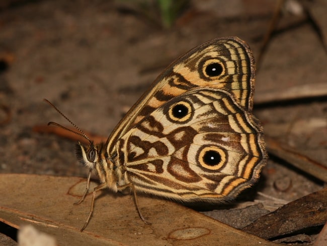 Geitoneura acantha (Ringed Xenica)