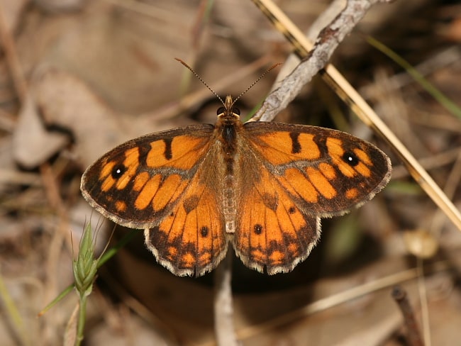 Geitoneura minyas (Western Xenica)