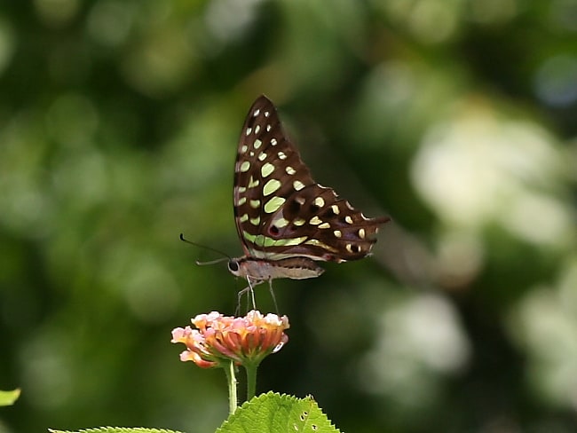 Graphium agamemnon (Green-spotted Triangle)