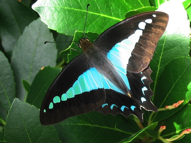 Graphium choredon (Blue Triangle)