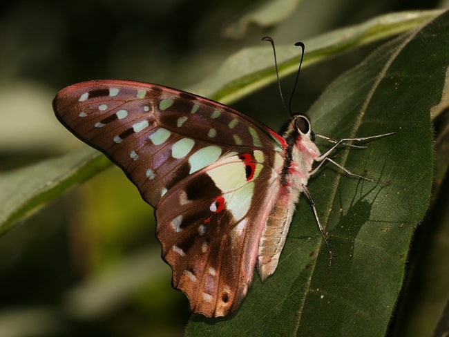 Graphium macfarlanei (Green Triangle)