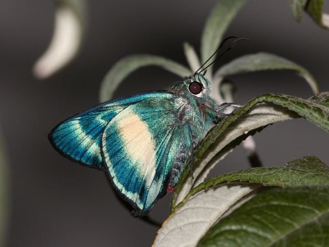 Hasora discolora (Green Awl)