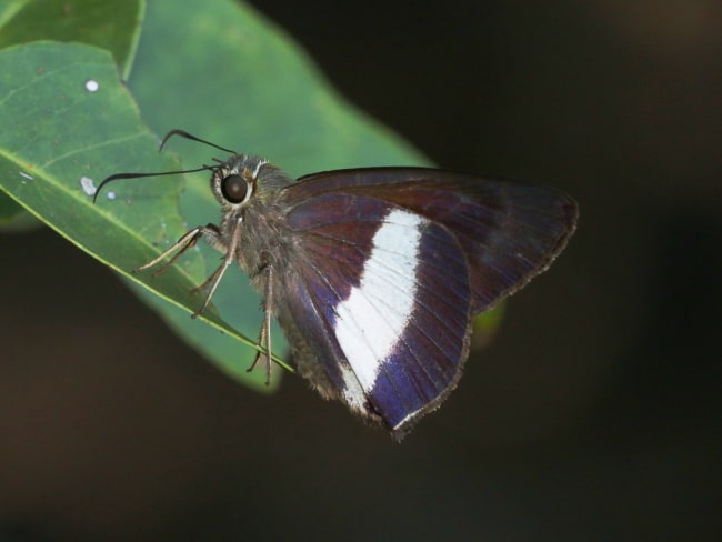 Hasora hurama (Broad-banded Awl)