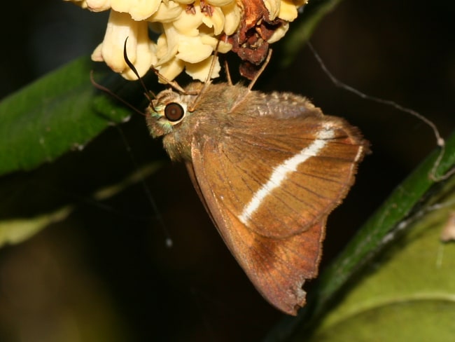 Hasora khoda (Narrow-banded Awl)