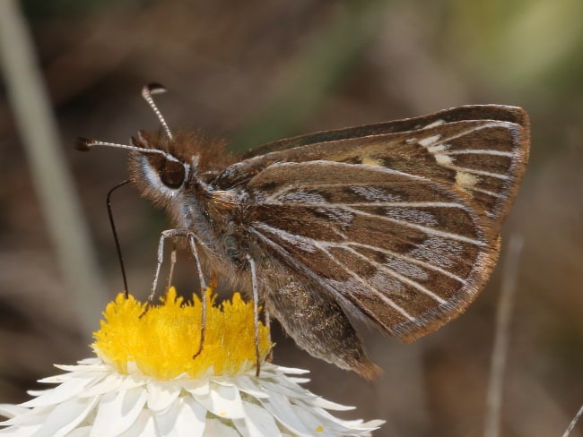 Herimosa albovenata (White-veined Sand-skipper)