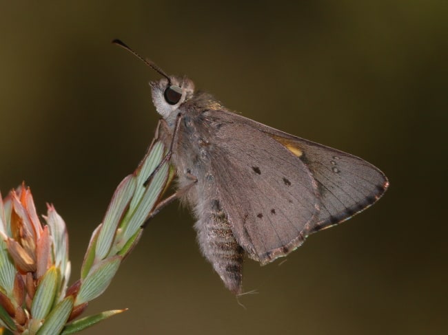 Hesperilla donnysa (Donnysa Skipper)