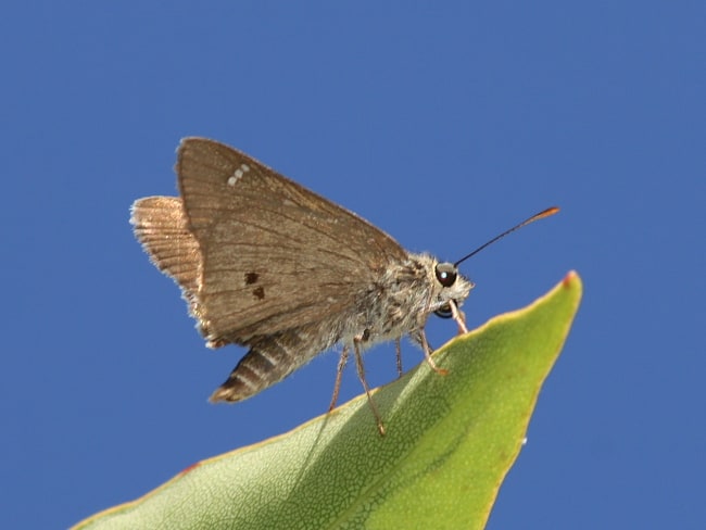 Hesperilla malindeva (Two-spotted Sedge-skipper)