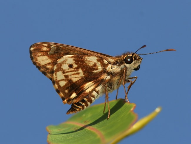 Hesperilla mastersi< Chequered Sedge-skipper)