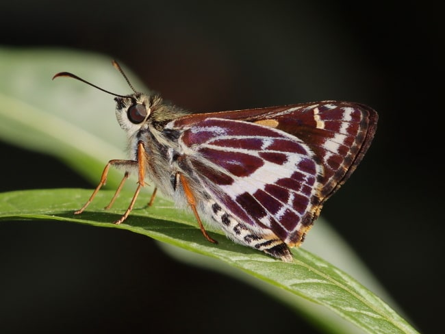 Hesperilla picta (Painted Sedge-skipper)