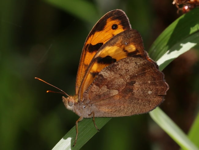 Heteronympha mirifica (Wonder Brown)