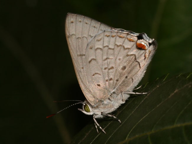 Hypochrysops digglesii (Silky Jewel)