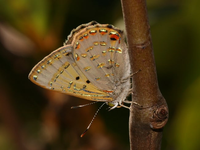 Hypochrysops epicurus (Mangrove Jewel)