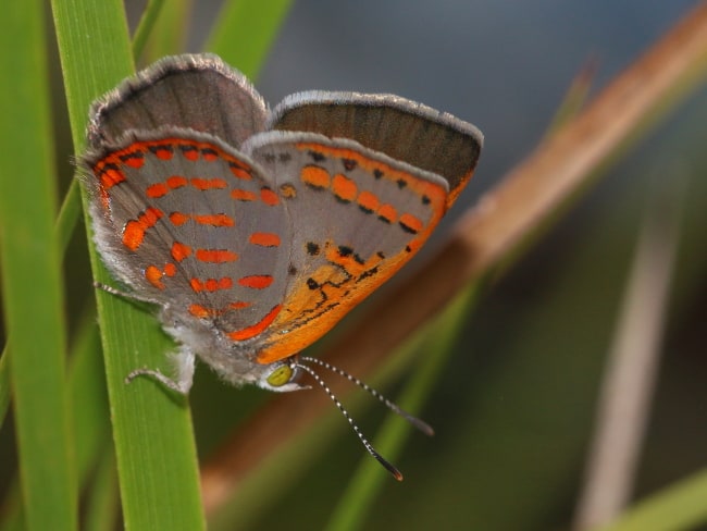 Hypochrysops ignitus (Fiery Jewel)