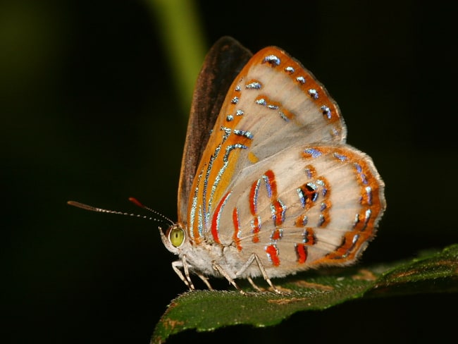 Hypochrysops miskini (Coral Jewel)