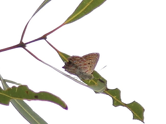 Hypochrysops piceatus (Bulloak Jewel)