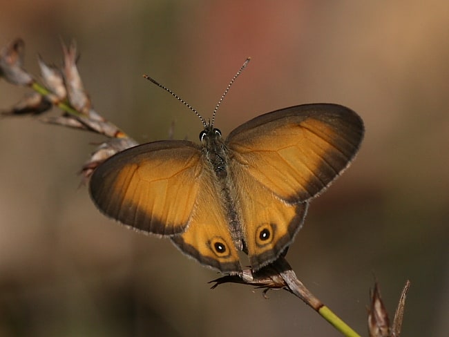 Hypocysta adiante (Orange Ringlet)