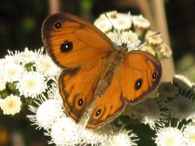 Hypocysta euphemia (Rock Ringlet)