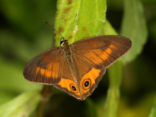 Hypocysta irius (Orange-streaked Ringlet)