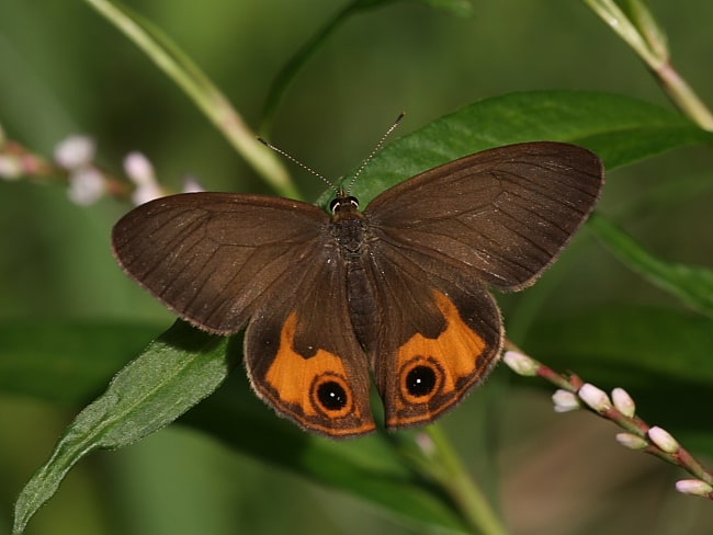 Hypocysta metirius (Brown Ringlet)