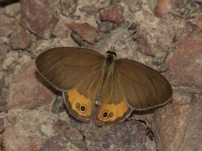 Hypocysta pseudirius (Grey Ringlet)