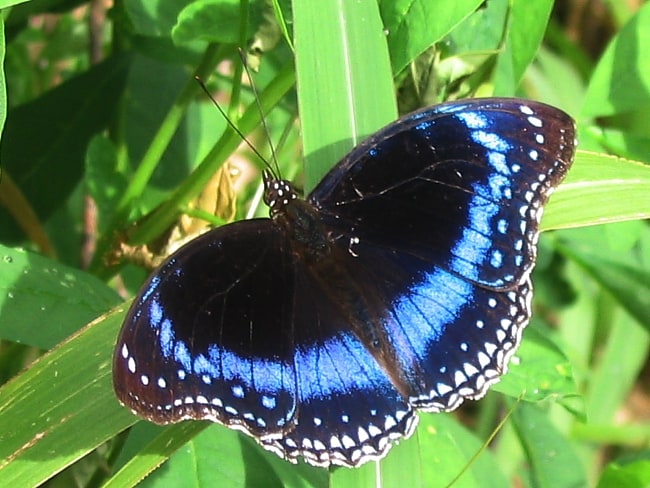 Hypolimnas alimena (Blue-banded Eggfly)