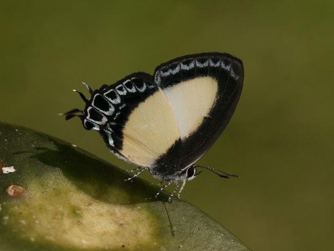 Hypolycaena danis (Orchid Flash)