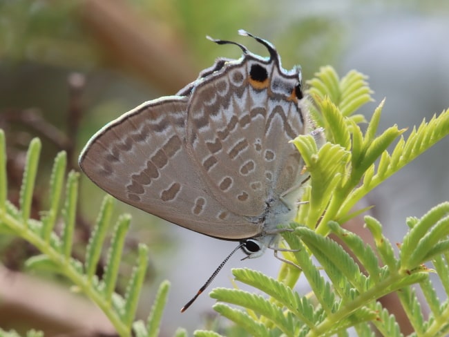 Jalmenus daemeli (Emerald Hairstreak)