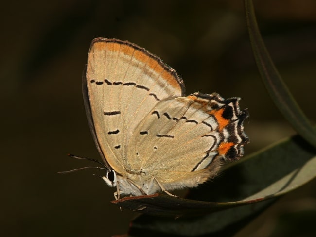 Jalmenus eubulus (Pale Imperial Blue)