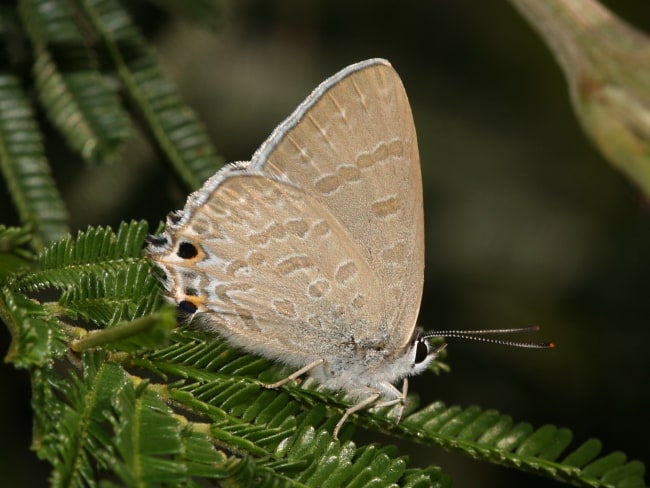 Jalmenus icilius (Amethyst Hairstreak)