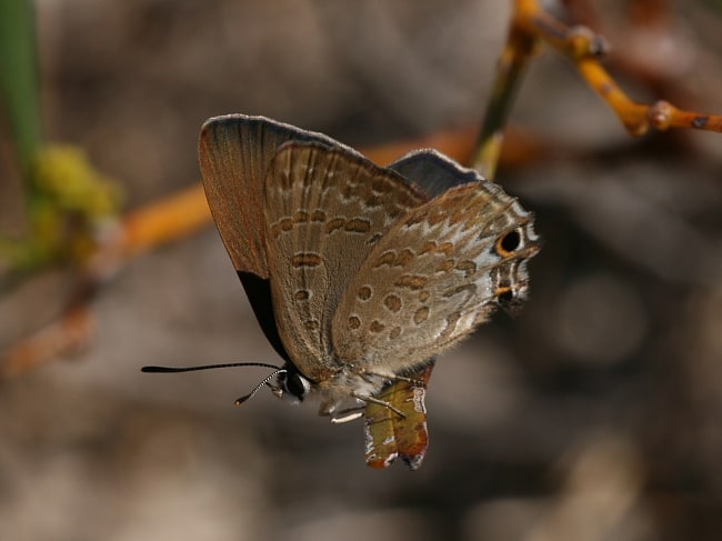 Jalmenus inous (Varied Hairstreak)