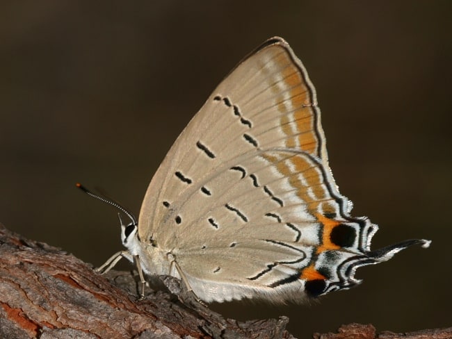 Jalmenus pseudictinus (Pseudictinus Blue)