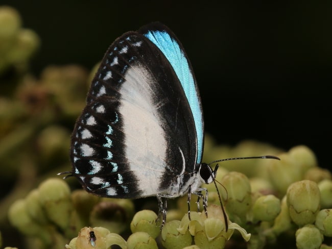 Jamides aleuas (White-banded Cerulean)