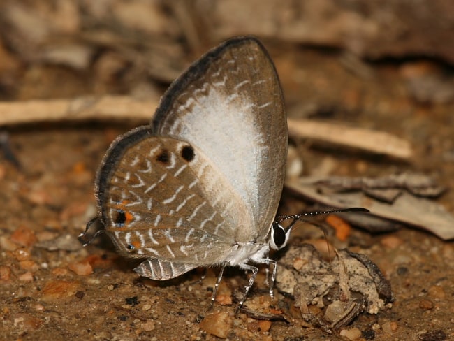 Jamides cyta (Pale Cerulean)