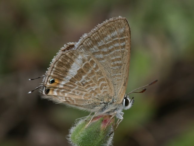 Lampides boeticus (Long-tailed Pea-Blue)
