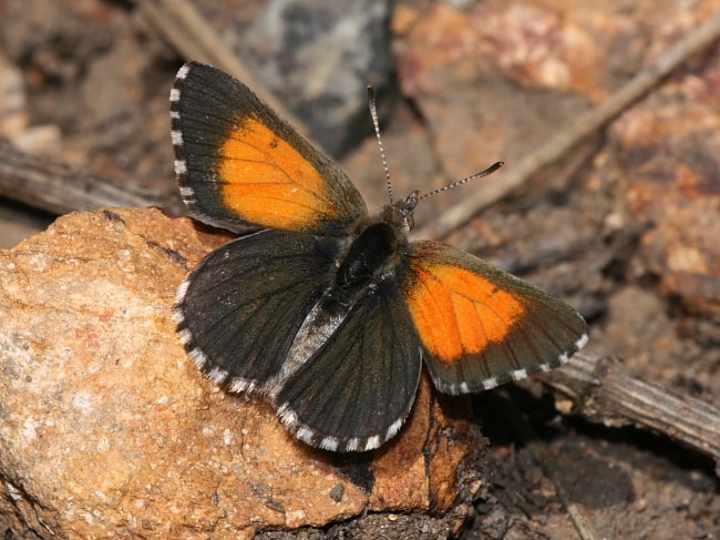 Lucia limbaria (Chequered Copper)