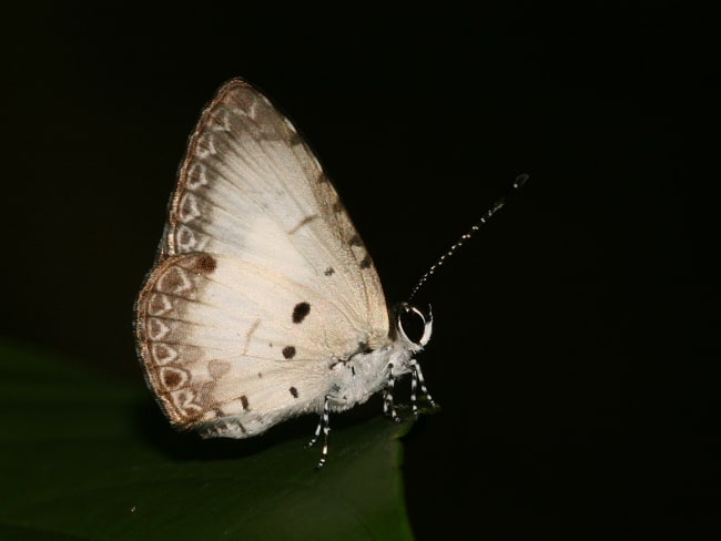 Megisba strongyle (Small Pied Blue)