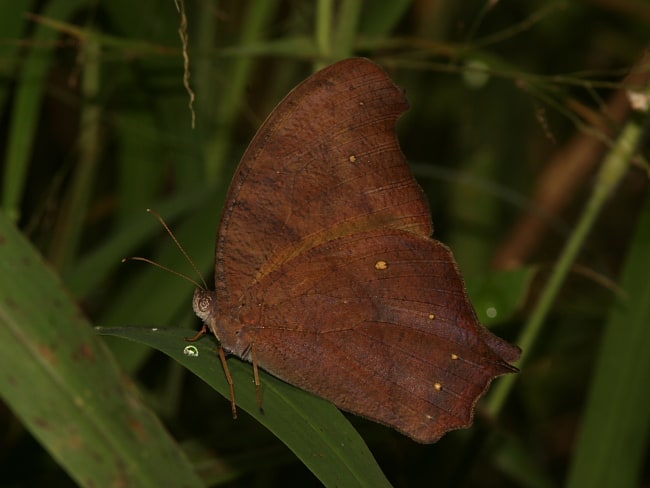 Melanitis leda (Evening Brown)