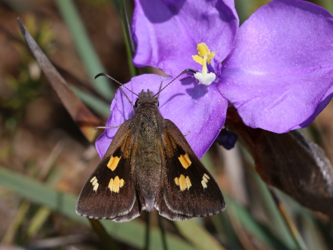 Mesodina aeluropis (Montane Iris-skipper)