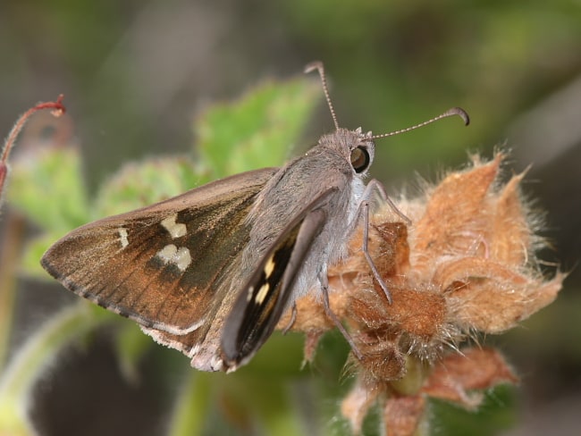 Mesodina cyanophracta (Blue Iris-skipper)