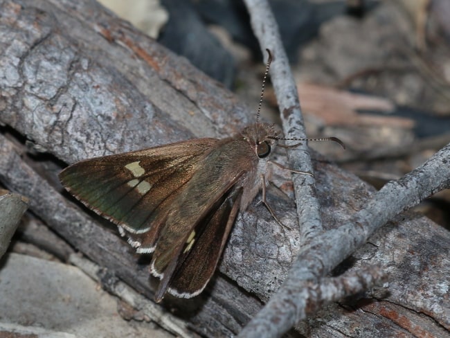 Mesodina halyzia (Eastern Iris-skipper)