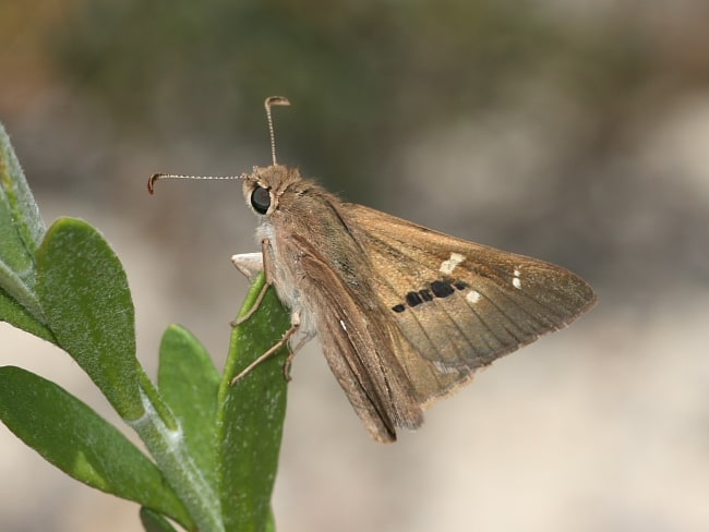 Hesperilla dirphia (Western Brown Skipper)